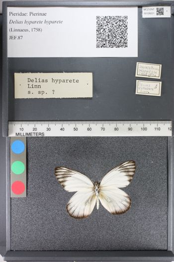 Media type: image;   Entomology 128221